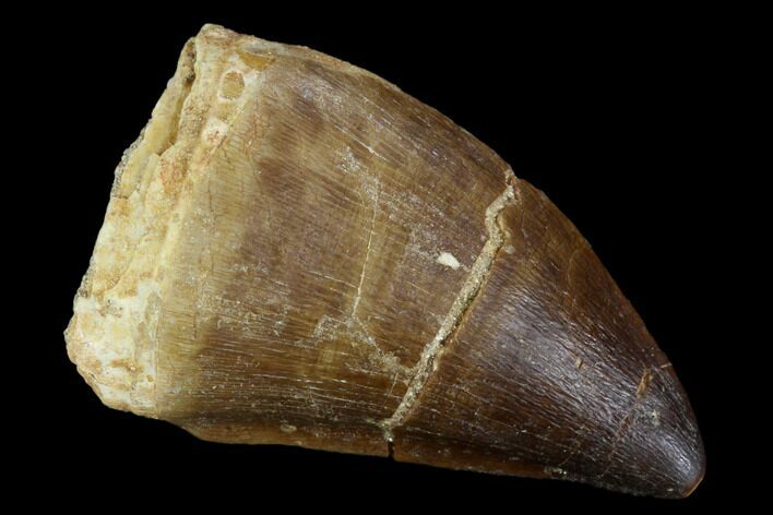 Mosasaur (Prognathodon) Tooth - Morocco #118920